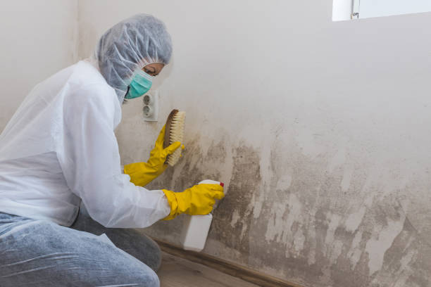 Attic Mold Removal in Phillipsburg, KS