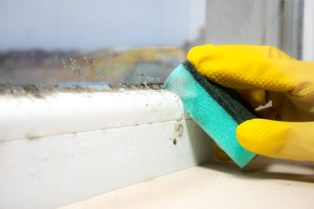 Best Attic Mold Removal  in Phillipsburg, KS