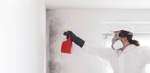 Best Local Mold Removal Service  in Phillipsburg, KS