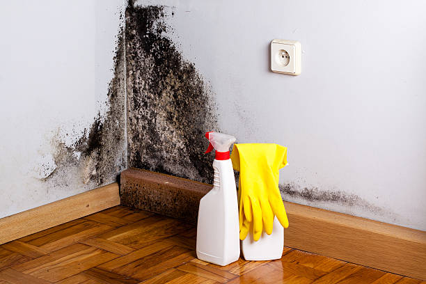Best Local Mold Removal Service  in Phillipsburg, KS